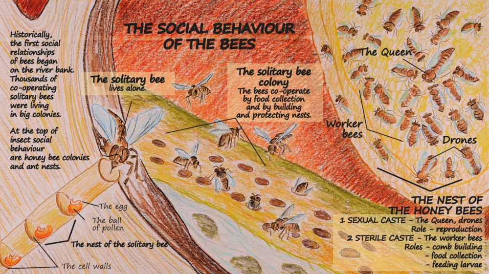 The Social Behaviour of Bees