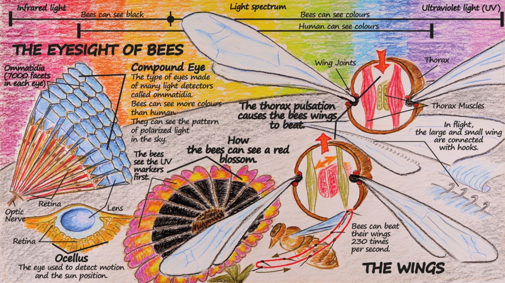 The Eyesight of Bees & The Wings
