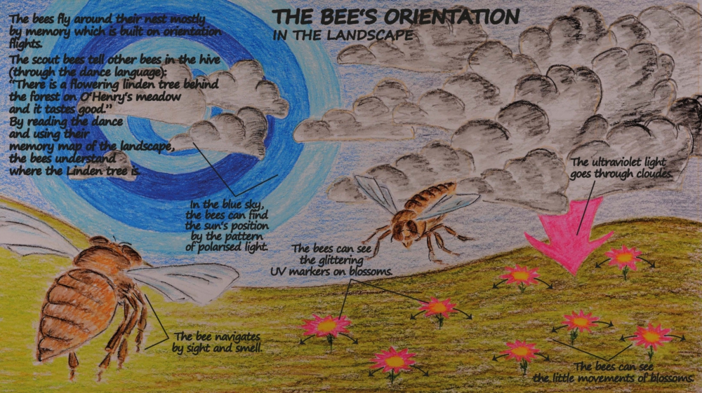 The Bee's Orientation in the Landscape
